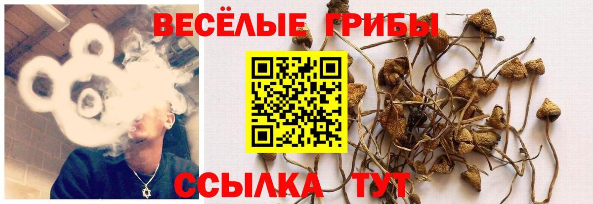 Галлюциногенные грибы Cubensis Сочи